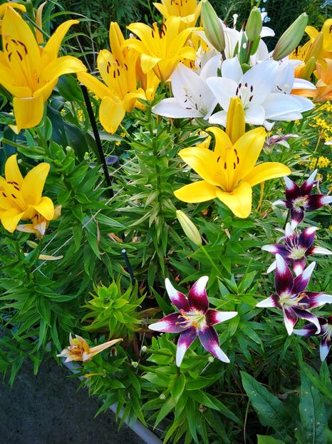  - Flori de grădină-2019