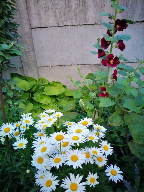  - Flori de grădină-2019