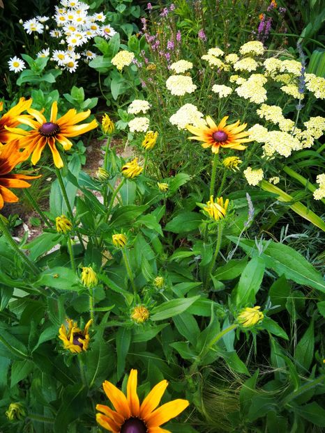  - Flori de grădină-2019