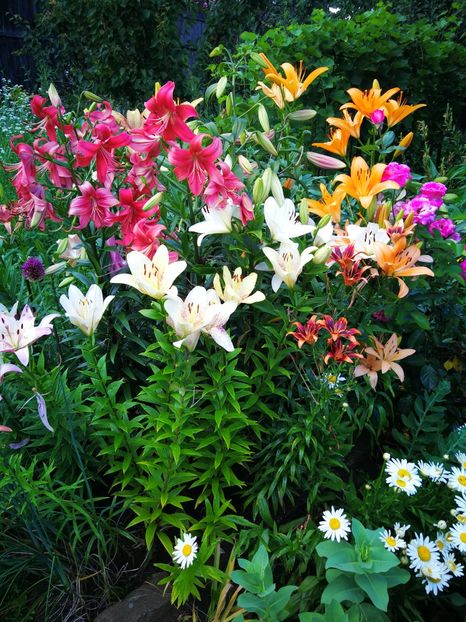  - Flori de grădină-2019