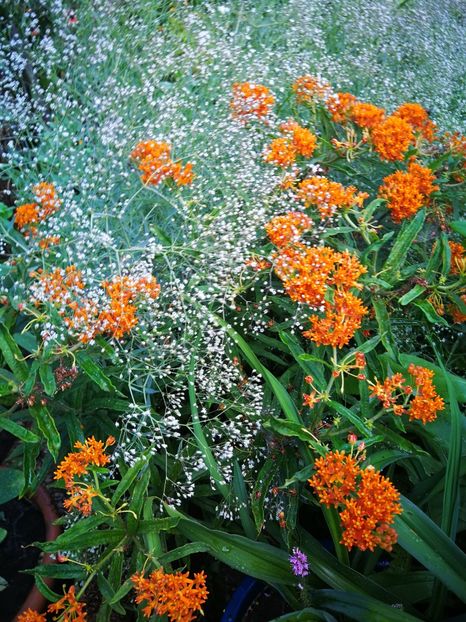  - Flori de grădină-2019