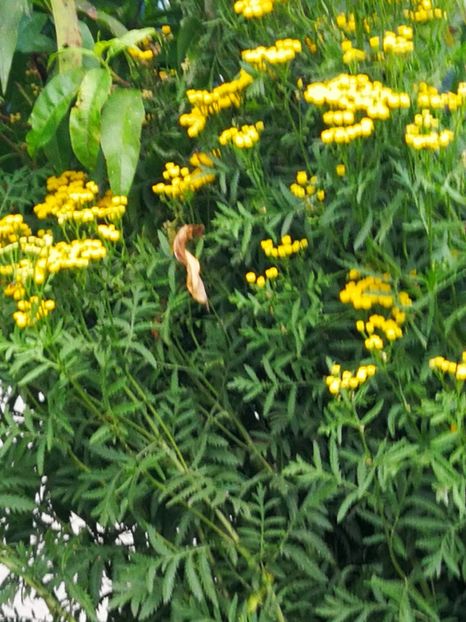  - Flori de grădină-2019