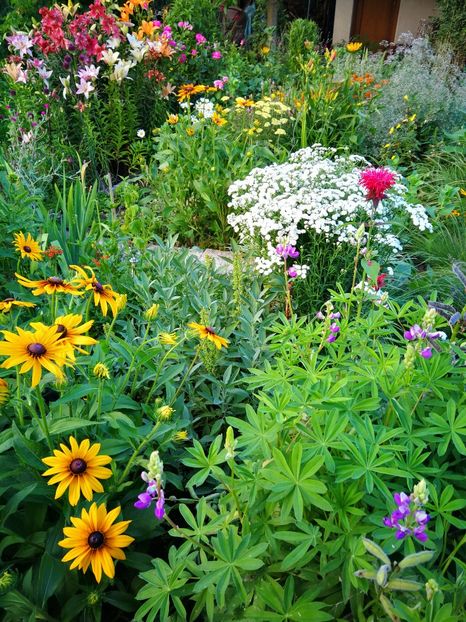  - Flori de grădină-2019