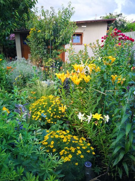  - Flori de grădină-2019