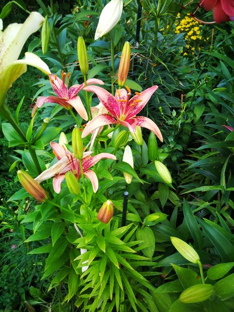  - Flori de grădină-2019