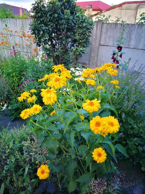  - Flori de grădină-2019