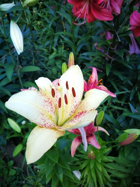  - Flori de grădină-2019