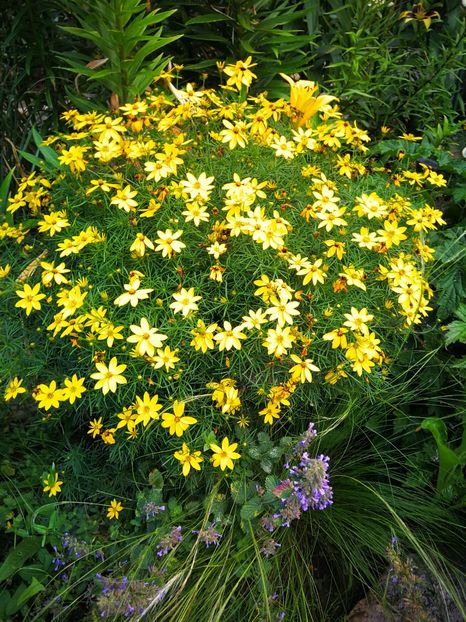  - Flori de grădină-2019