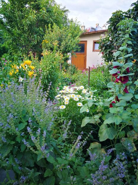  - Flori de grădină-2019