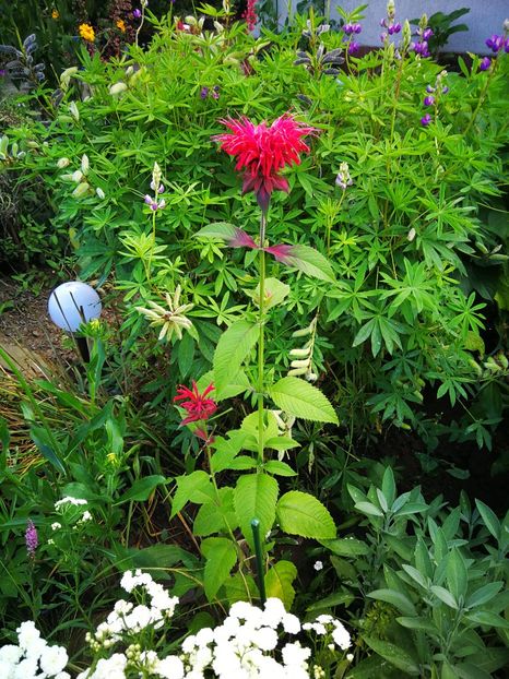  - Flori de grădină-2019