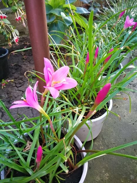  - Flori de grădină-2019