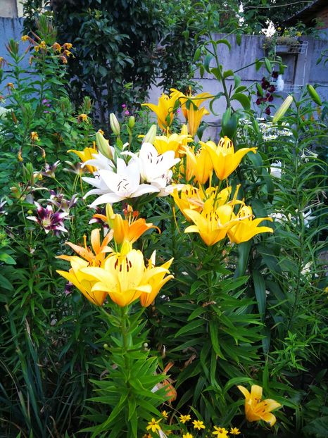  - Flori de grădină-2019