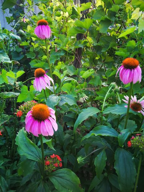  - Flori de grădină-2019