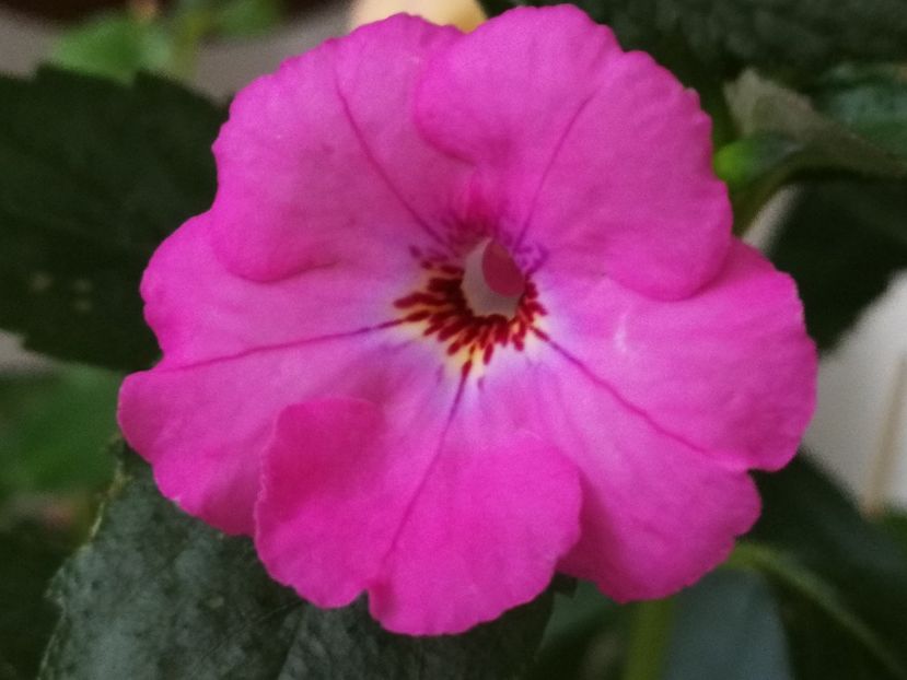  - Achimenes 2019