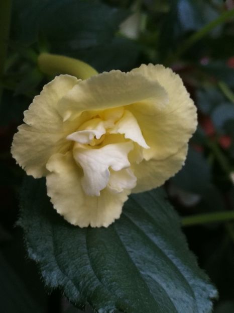  - Achimenes 2019
