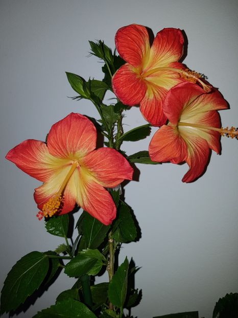  - Hibiscus MT Sixtynine