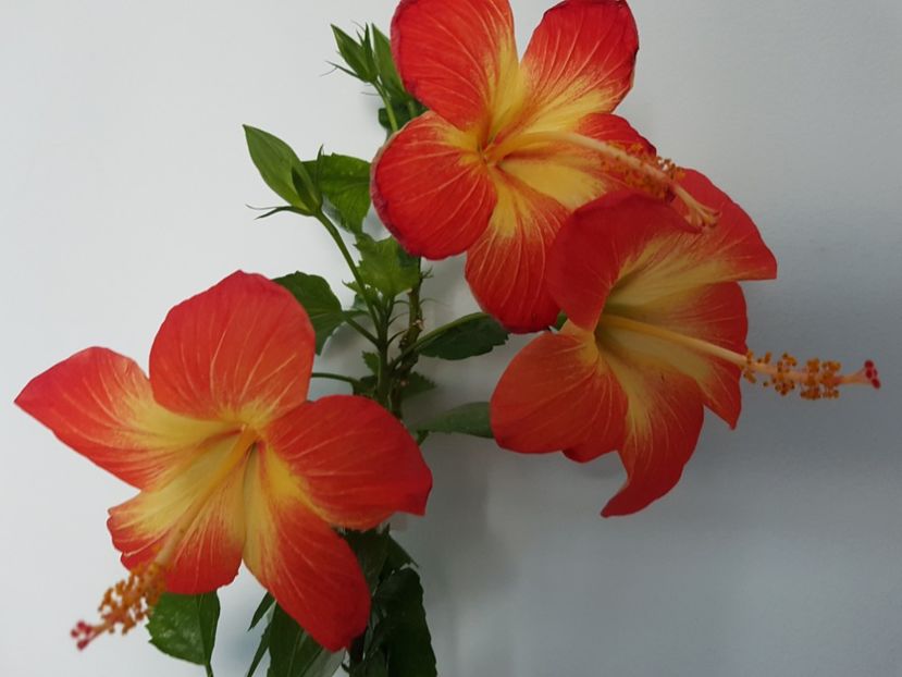  - Hibiscus MT Sixtynine