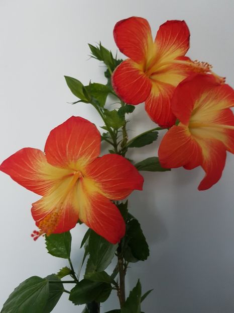  - Hibiscus MT Sixtynine