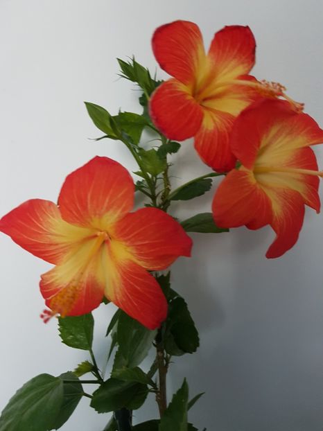  - Hibiscus MT Sixtynine