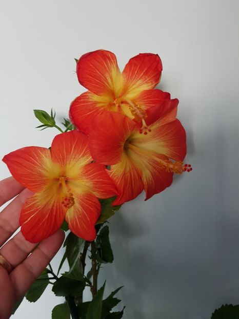  - Hibiscus MT Sixtynine