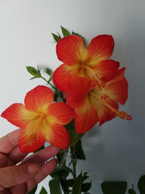  - Hibiscus MT Sixtynine