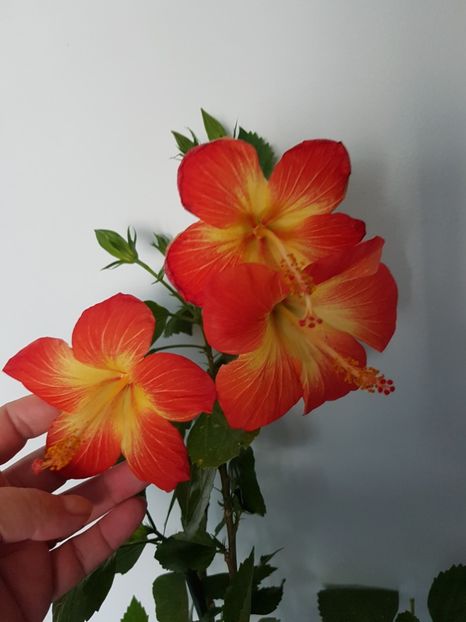  - Hibiscus MT Sixtynine