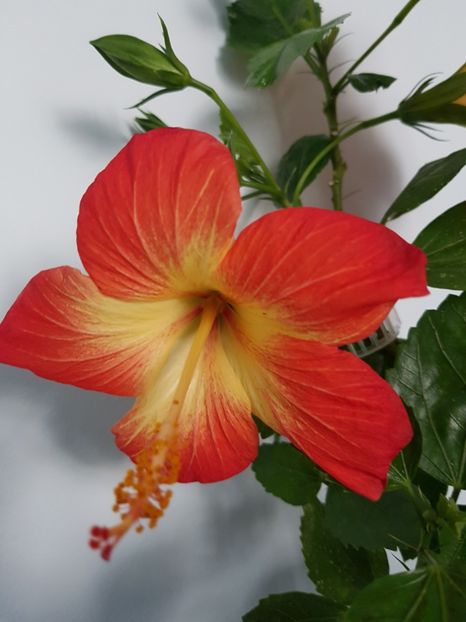  - Hibiscus MT Sixtynine