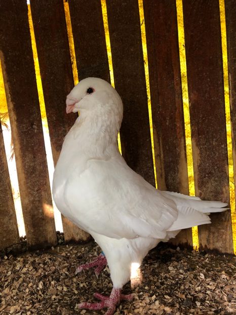 64B3F327-E607-442A-B98D-B9725ABCF4F9 - Achiziti AGH pt 2019