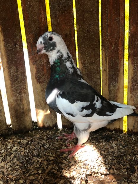 4AB4D058-5567-41D1-9A9D-F72FA7AB77C9 - Achiziti AGH pt 2019