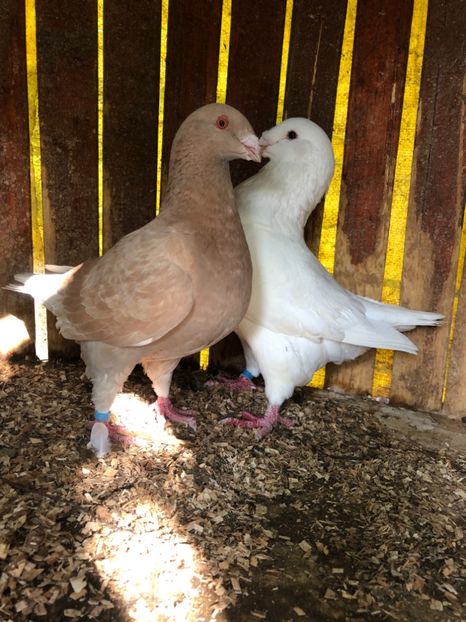 2B093BDA-B49B-4351-AA7C-2DE6FA8A86EE - Achiziti AGH pt 2019