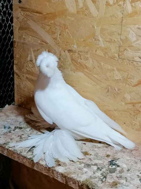 Mascul alb 2019 - Pui 2019
