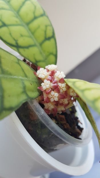  - 0 hoya infloriri in grup