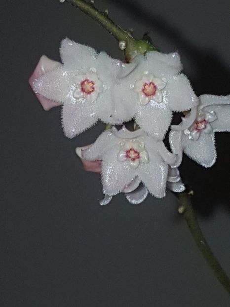  - 0 hoya infloriri in grup