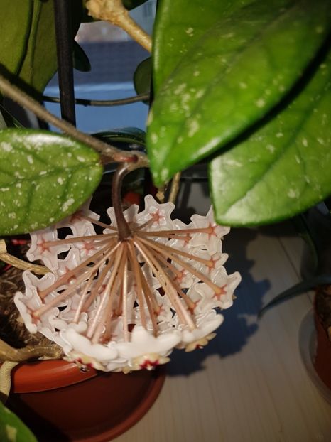  - 0 hoya infloriri in grup