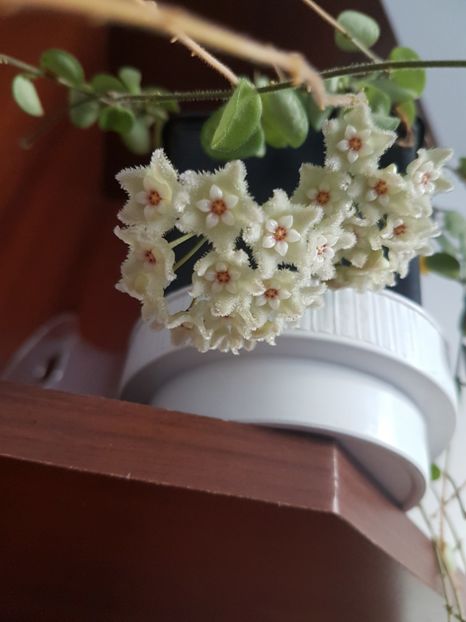  - 0 hoya infloriri in grup