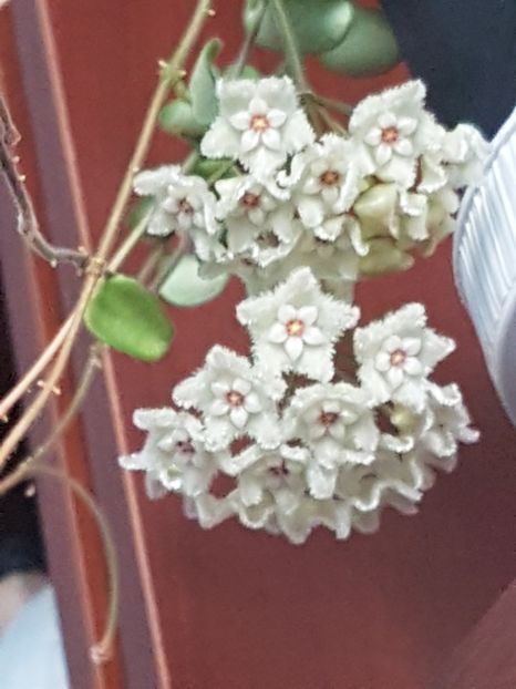  - 0 hoya infloriri in grup