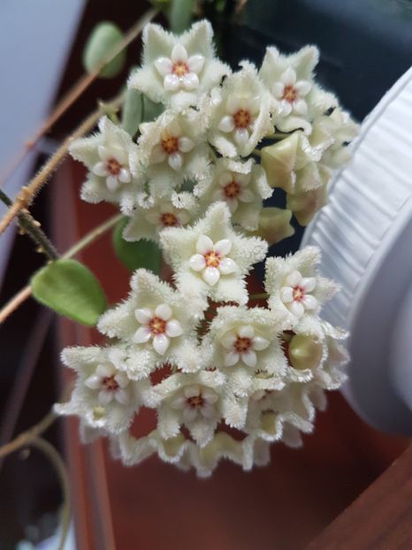  - 0 hoya infloriri in grup