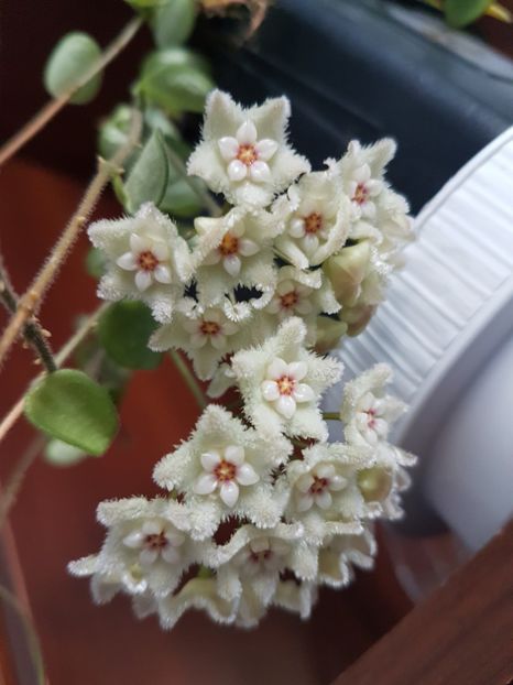  - 0 hoya infloriri in grup