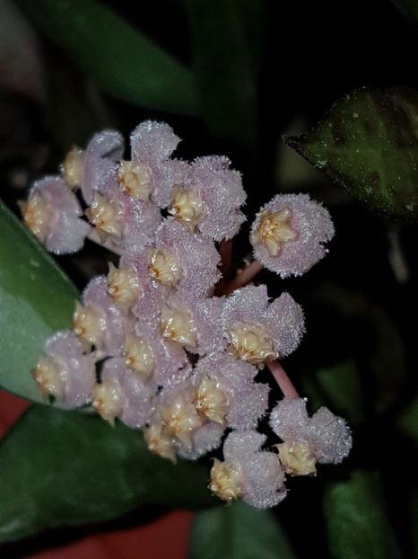  - 0 hoya infloriri in grup