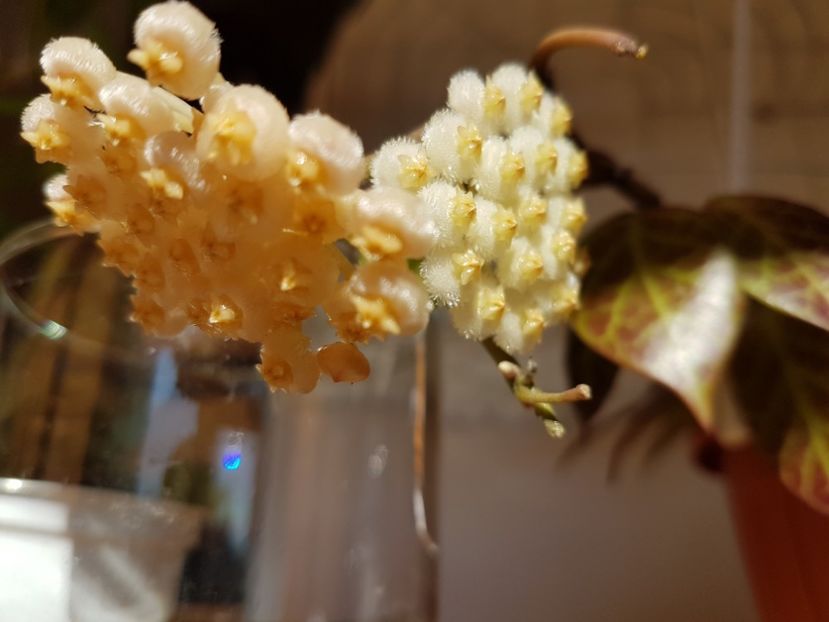  - 0 hoya infloriri in grup