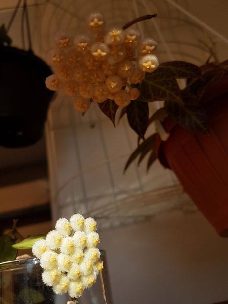  - 0 hoya infloriri in grup