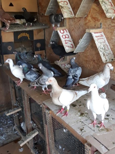  - 2- PORUMBEI VOIAJORI PE STIL VECHI