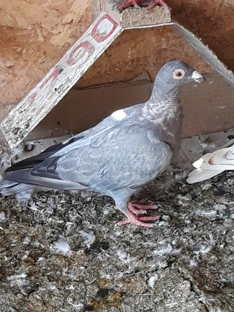  - 2- PORUMBEI VOIAJORI PE STIL VECHI