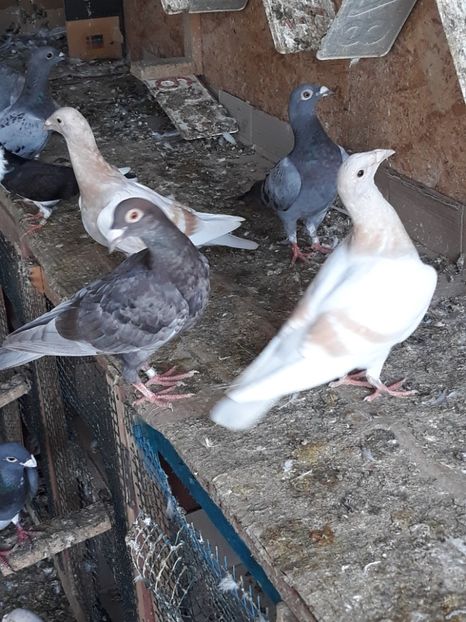  - 2- PORUMBEI VOIAJORI PE STIL VECHI