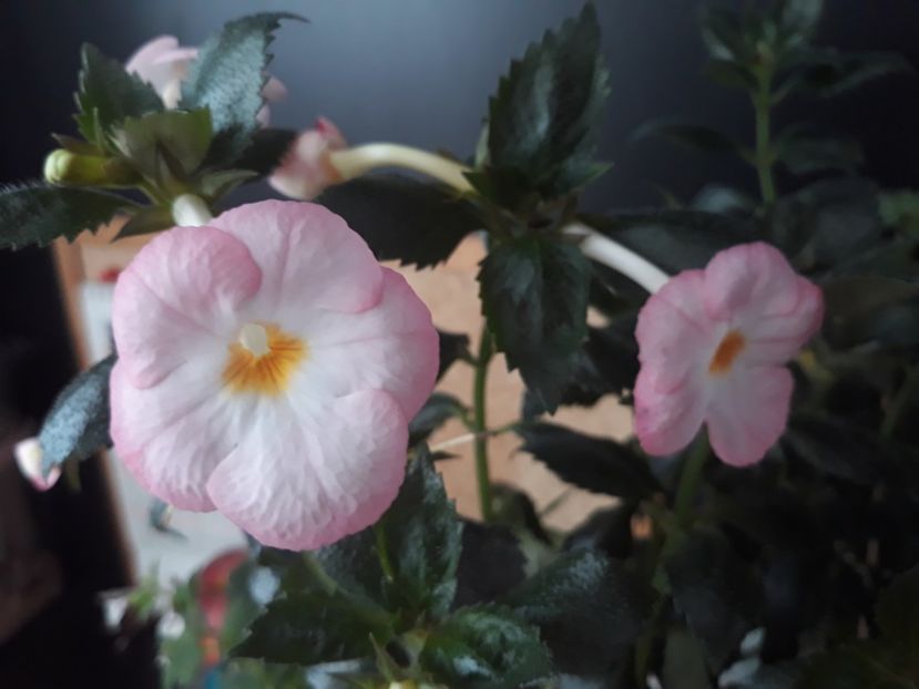  - 001 2021 - Vie en Rose posibil