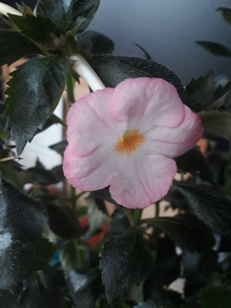  - 001 2021 - Vie en Rose posibil