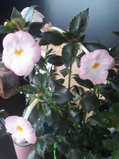  - 001 2021 - Vie en Rose posibil