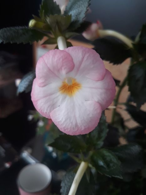  - 001 2021 - Vie en Rose posibil