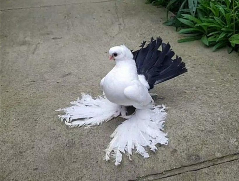  - Omsk si novocerkaski 2019