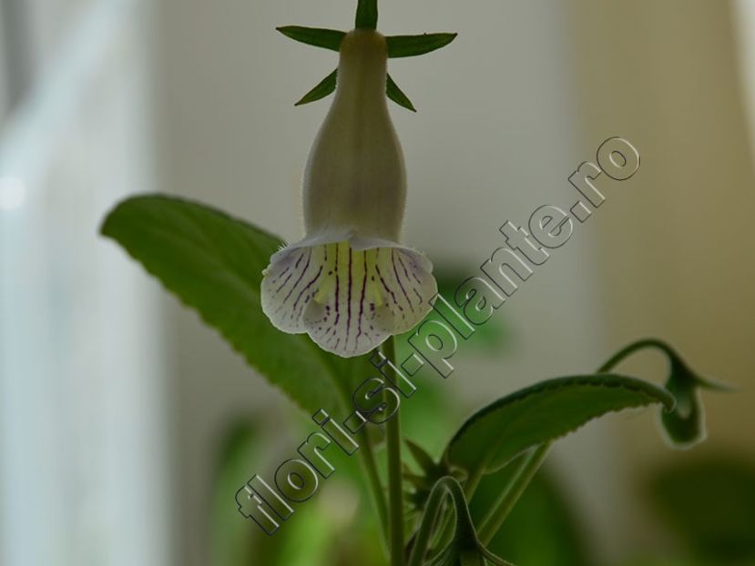 Sinningia Luci s Dragonfly II - GLOXINIA_SINNINGIA - Hibrizii mei -My hybrids